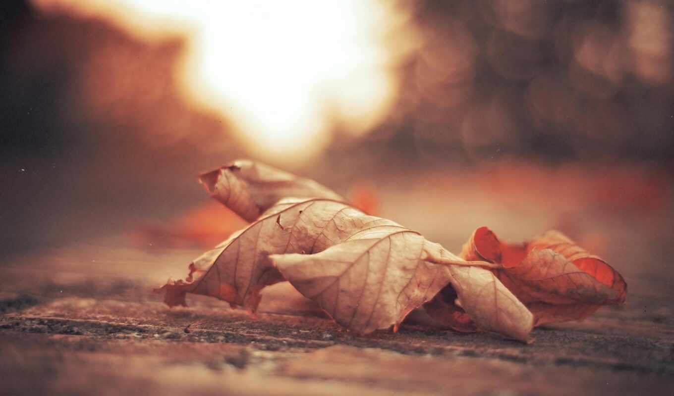 nature, sheet, autumn, life, deciduous, stock photography, sunlight, stilllifephotography