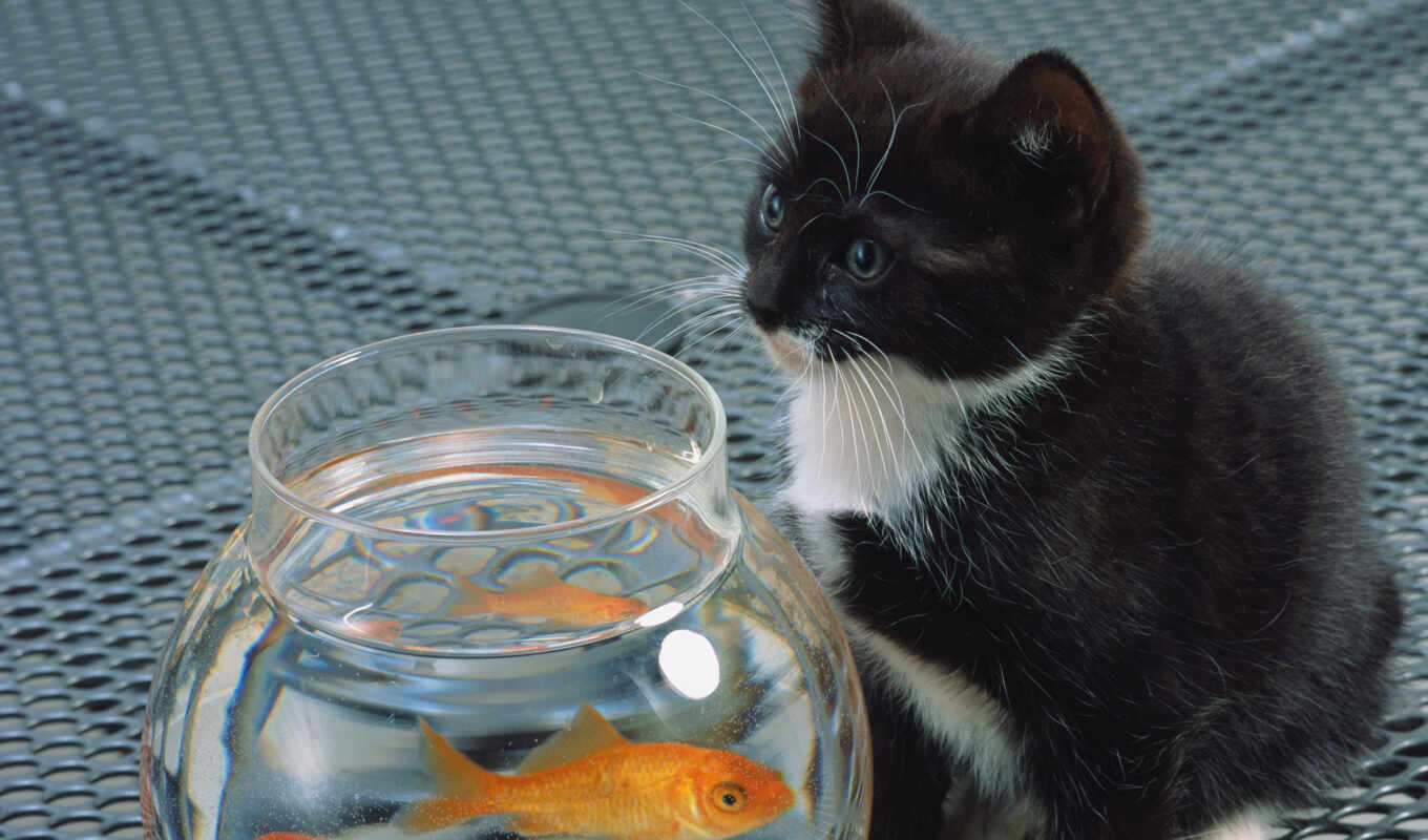 black, white, кот, котенок, fish, аквариум