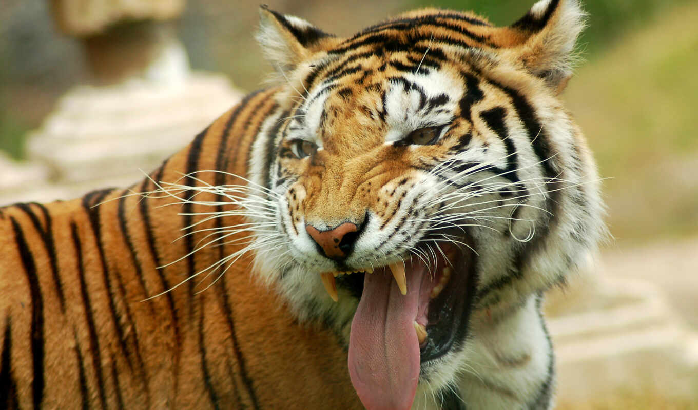 кот, хищник, тигр, морда, язык, тигра, ухмылка, испуг, жирафа