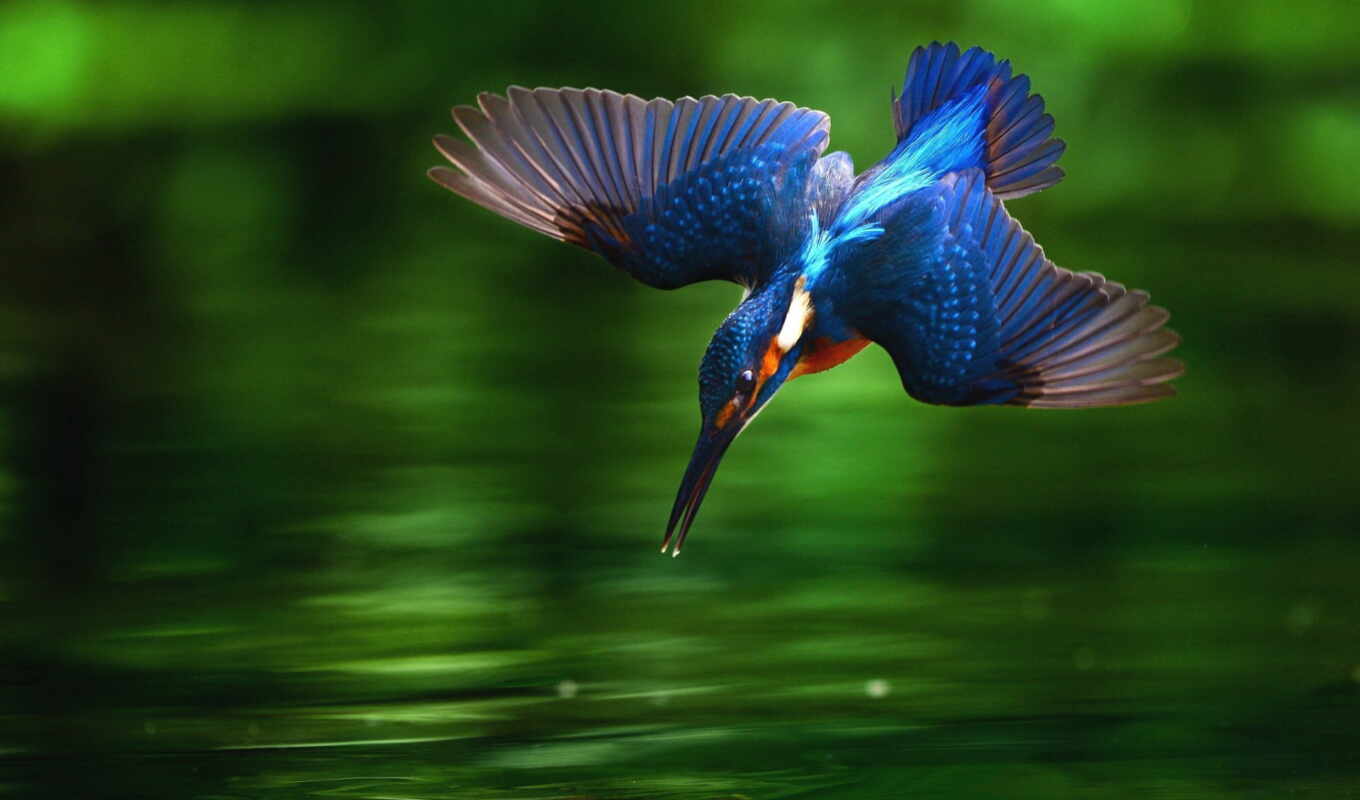 free, images, kingfisher