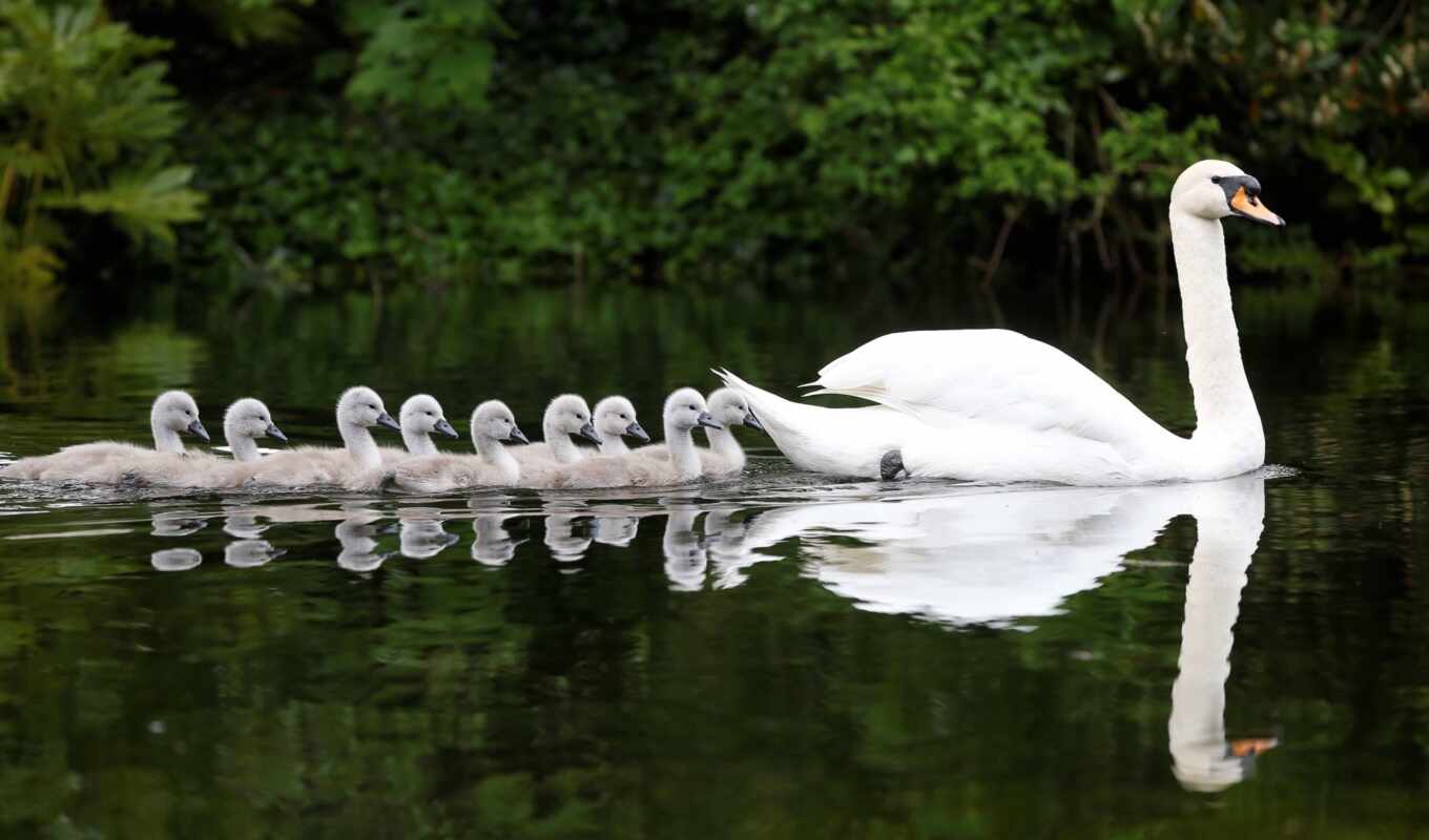 water, swans, swan, cygnus, birds, pents, swan