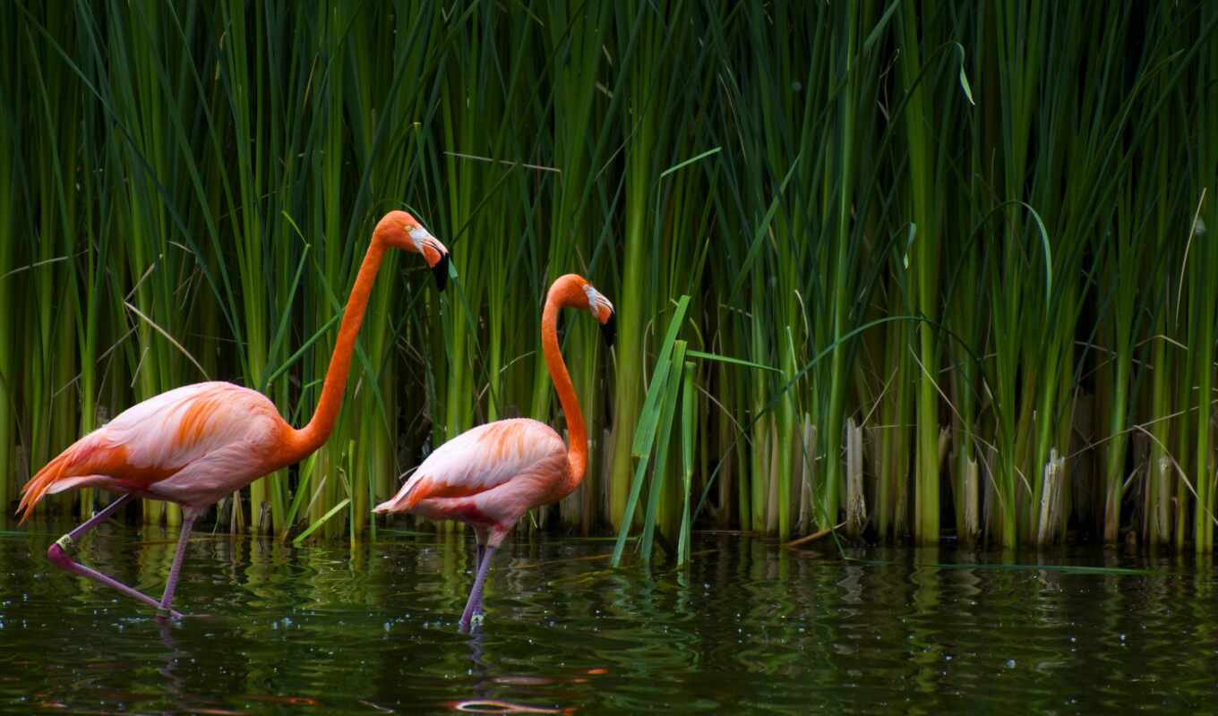 фламинго, voda, красивый, розовый, птица