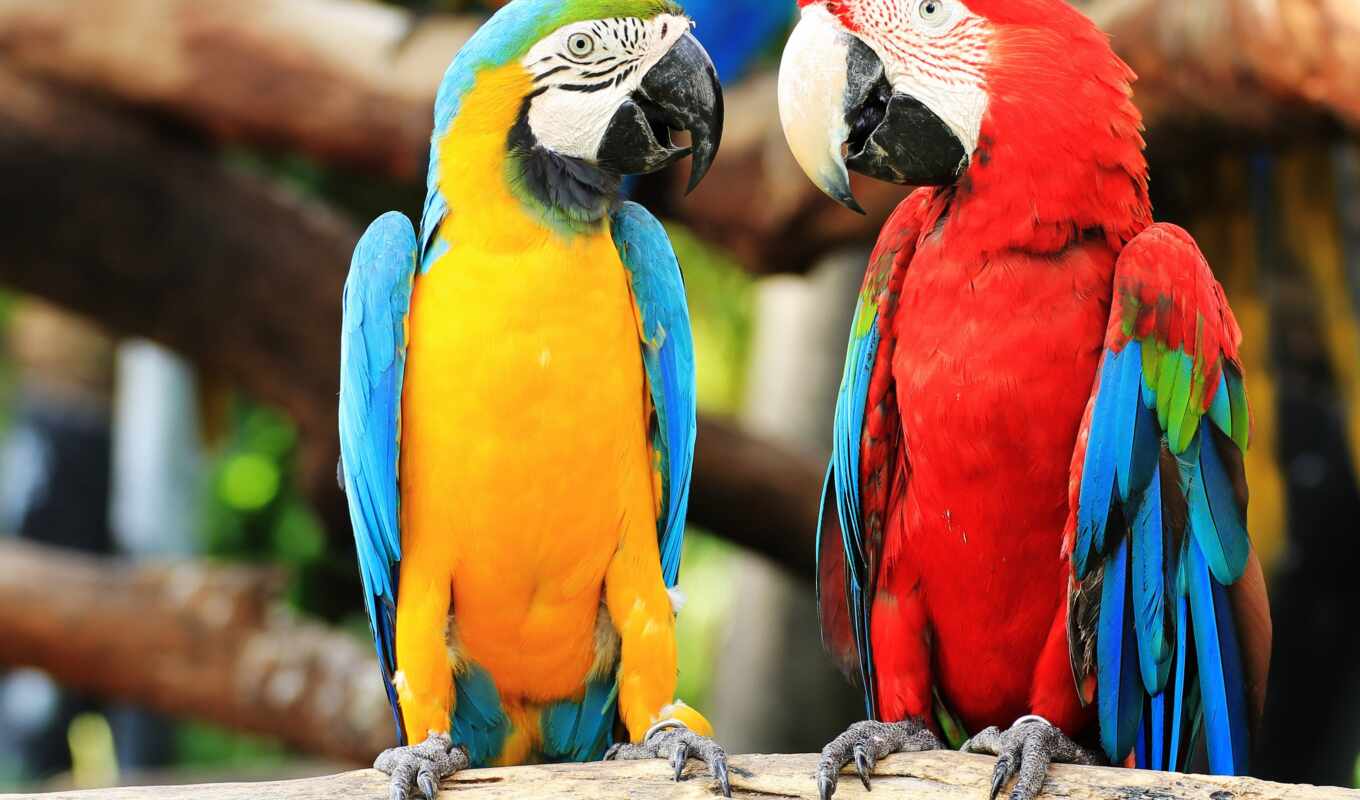 a parrot, macaw