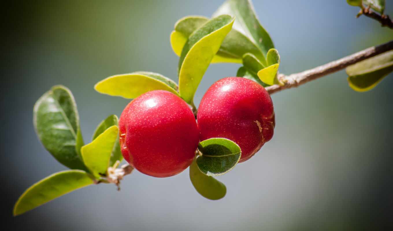 branch, cranberry
