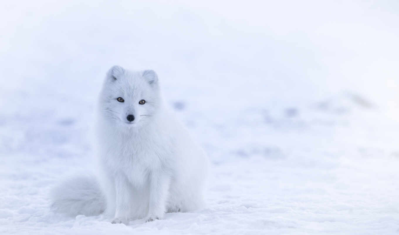 winter, arctic, арктический лис
