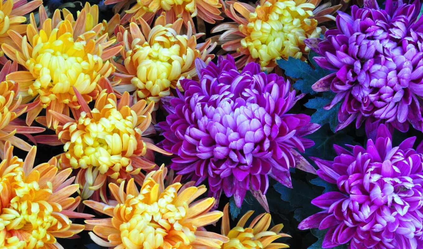 flowers, purple, yellow, chrysanthemum, aster