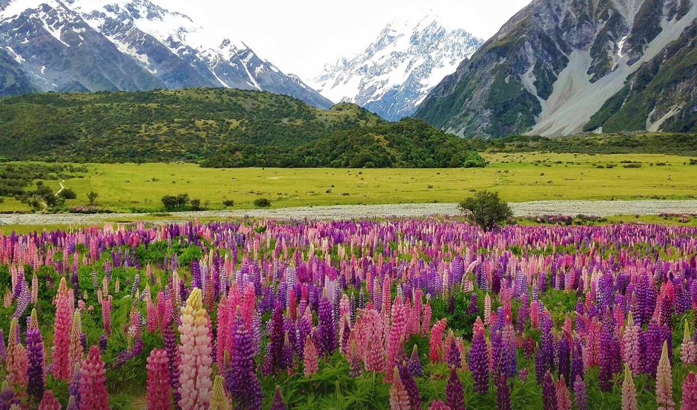 nature, flowers, grass, new, mountain, field, landscape, plant, zealand, rare