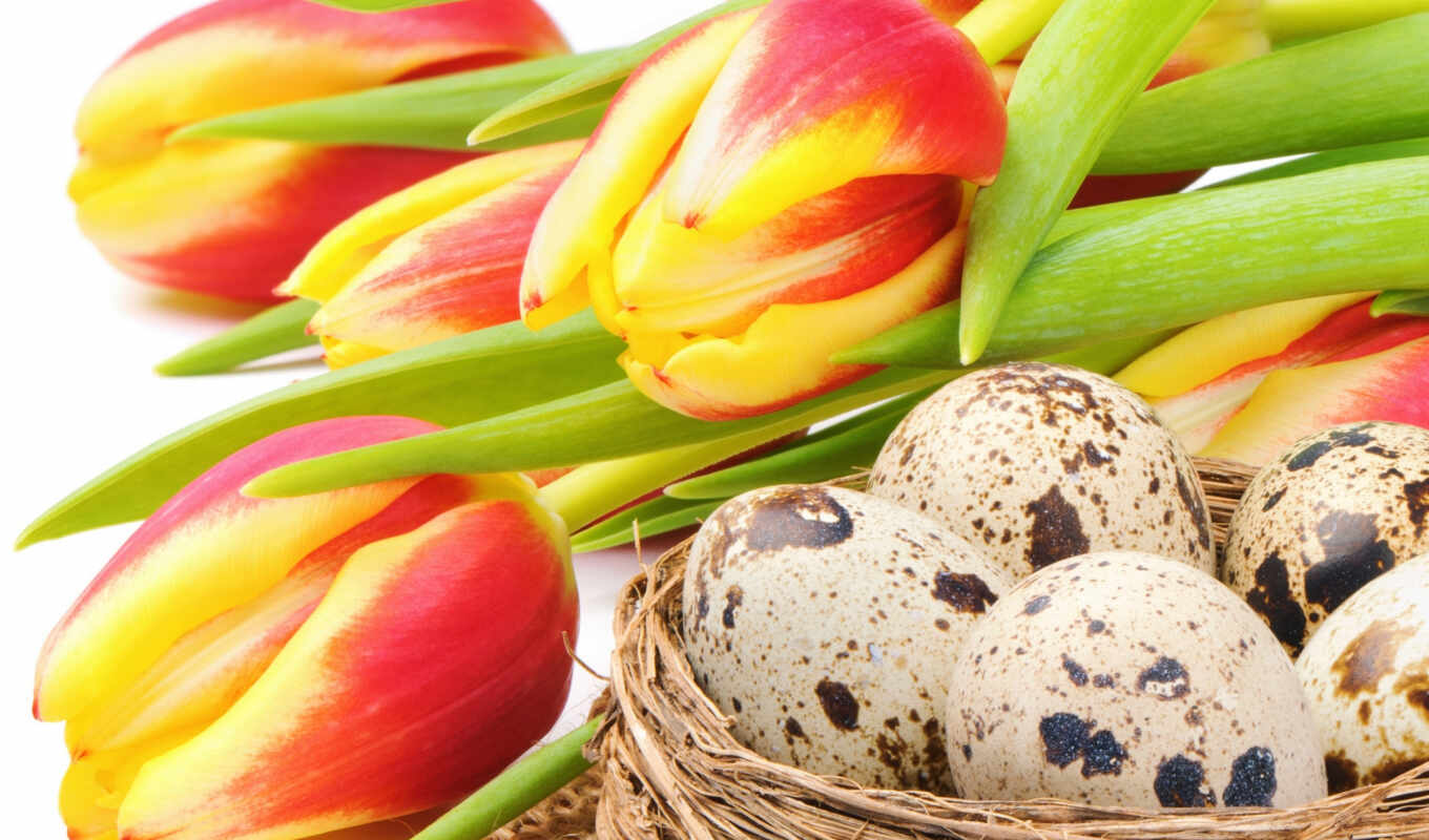 kingdom, olympic, tulips, train, tulips, easter, backgrounds, items, culinary