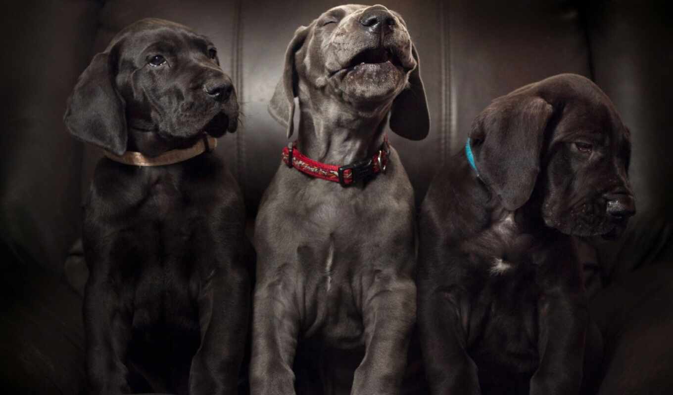 фото, black, great, собака, щенок, premium, german, mastiff, dane