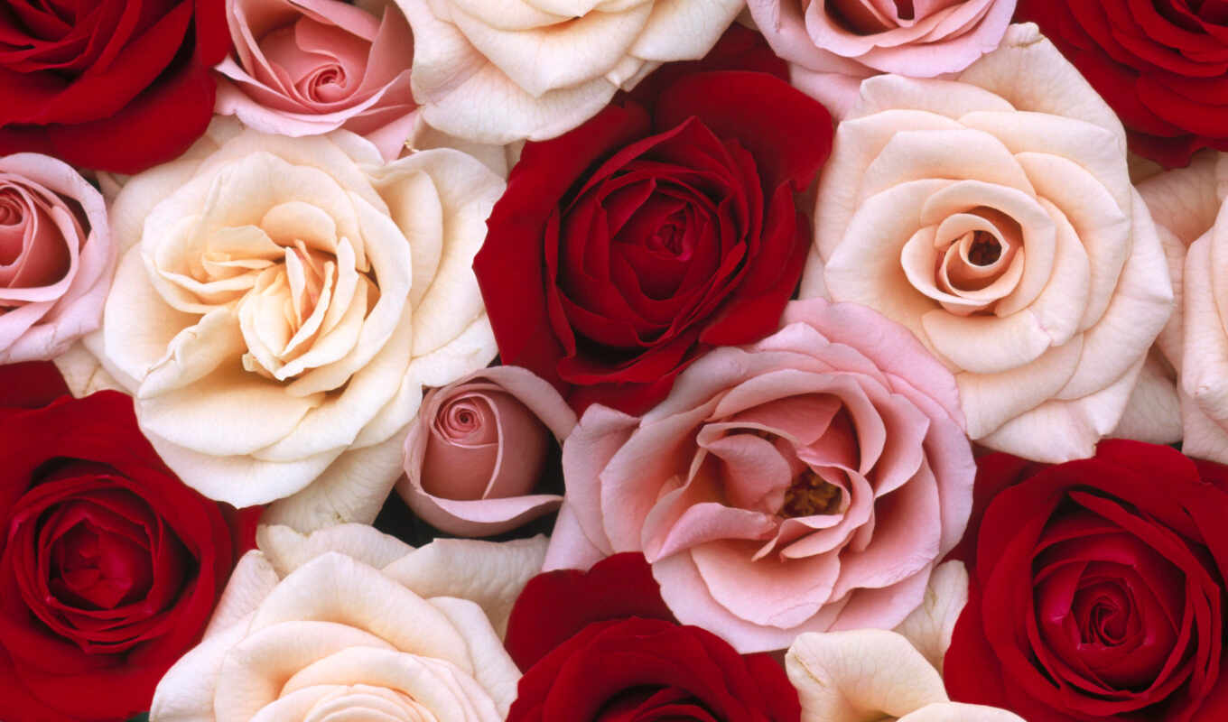 цветы, роза, white, red, розовый, взлёт