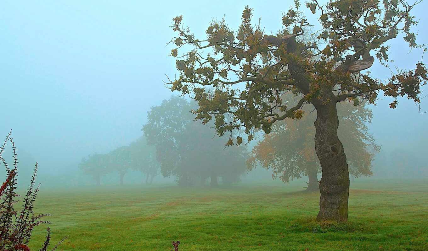 tree, field, autumn, park, fog
