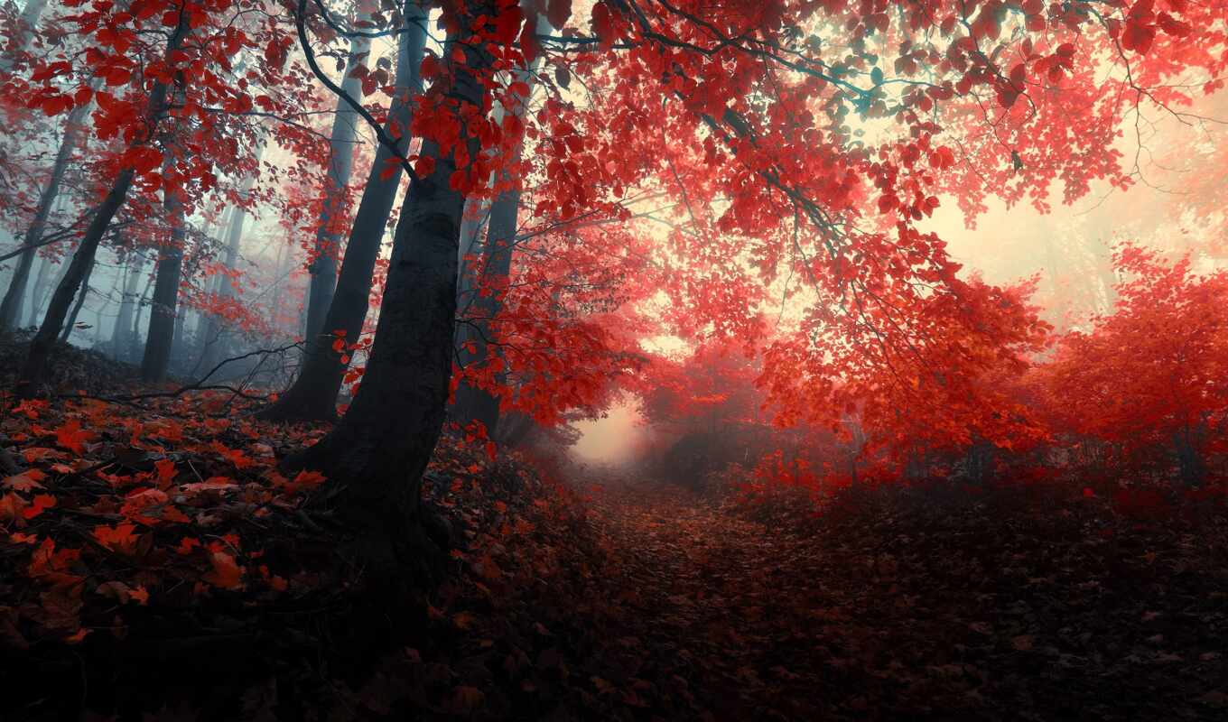 nature, red, tree, forest, autumn