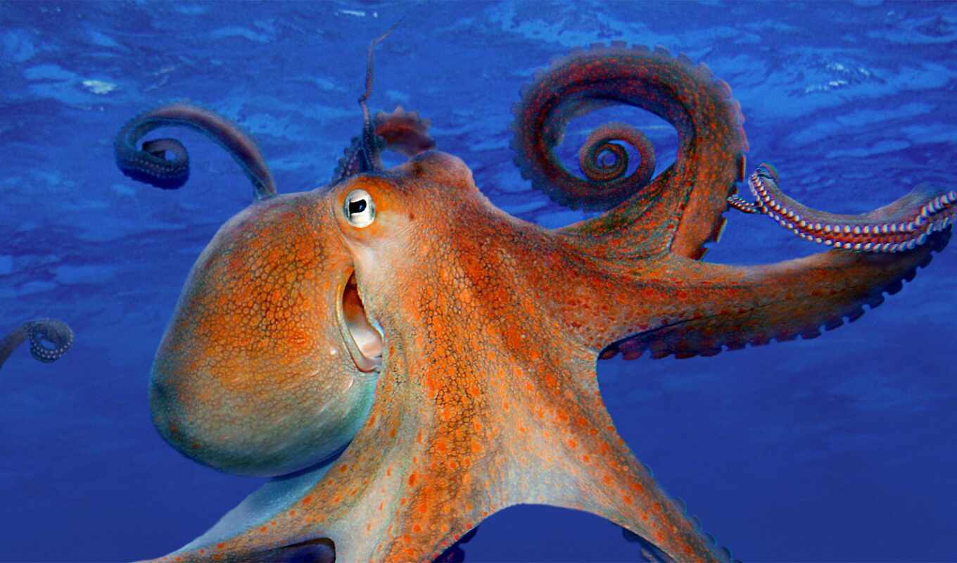 post, octopus