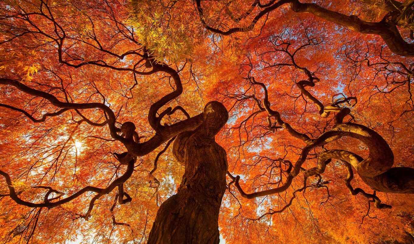 tree, autumn