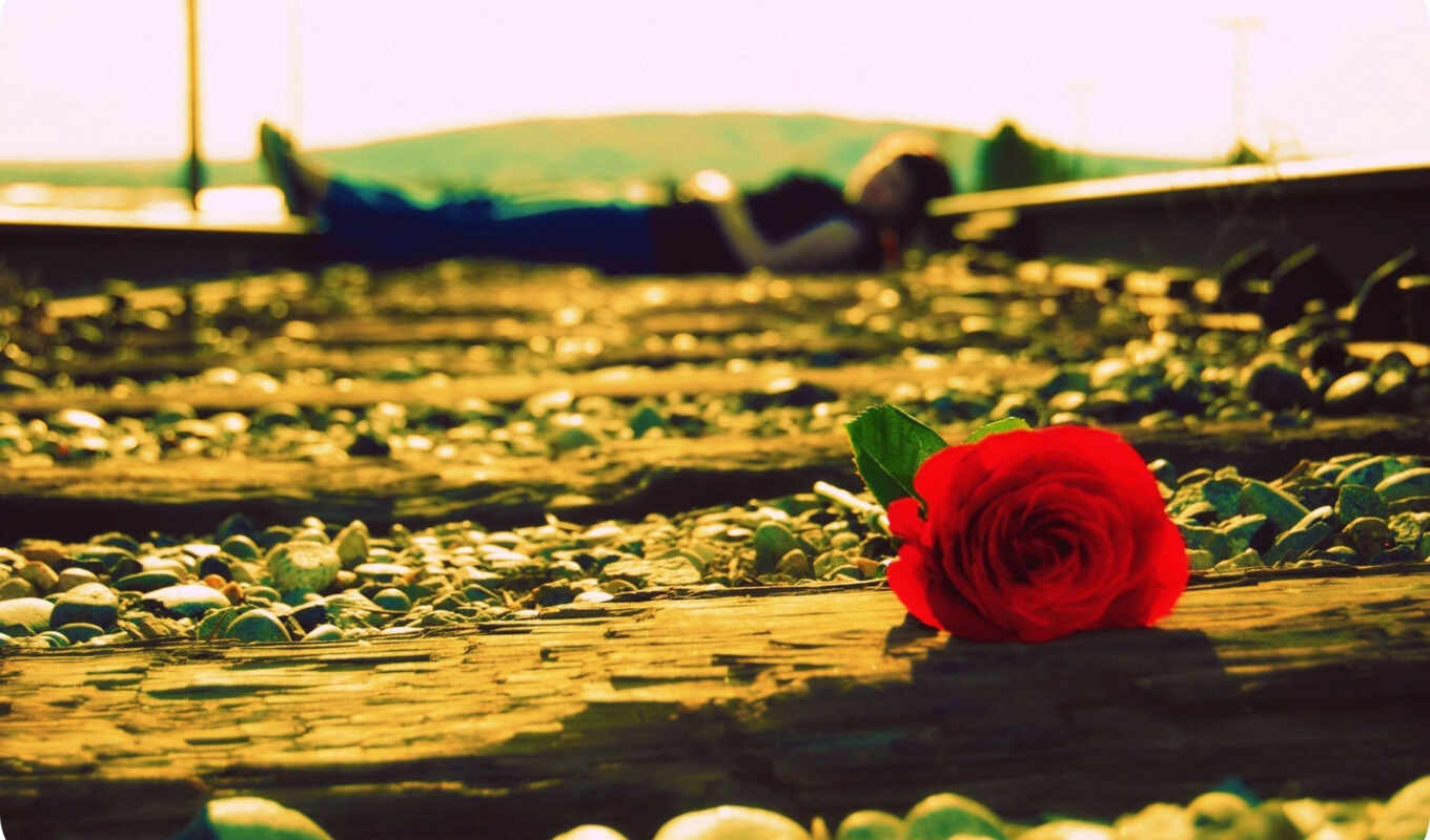 цветы, роза, девушка, счастье, настроения