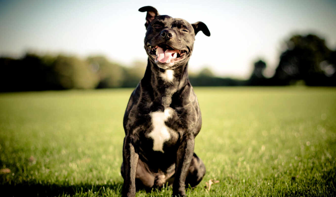 black, smile, dog, increase, puppy, bull terrier, saffordshire, bull, staffordshire, bulterier
