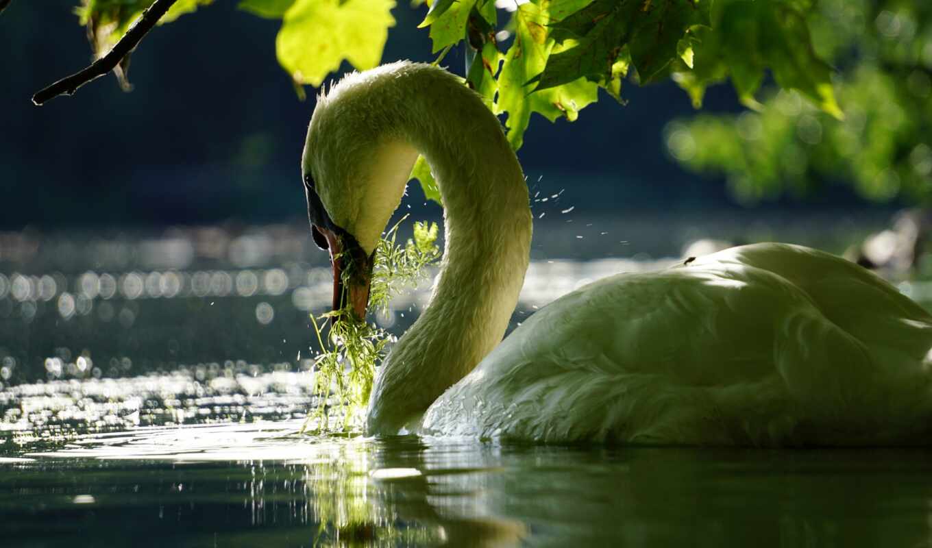 lake, white, green, animals, little, bird, a parrot, young, swan, family, youtube