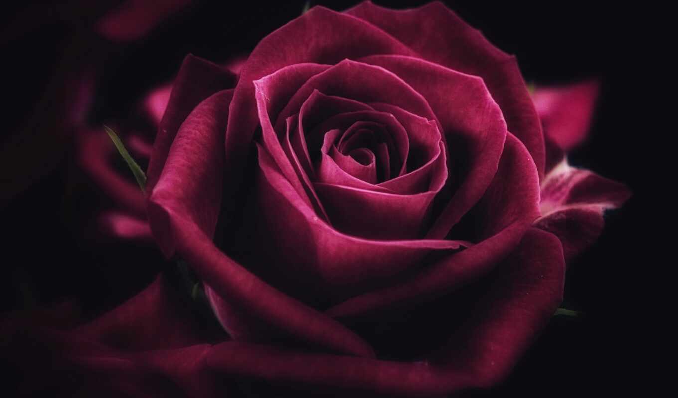 flowers, rose, red, purple, pink, takeoff, darkness