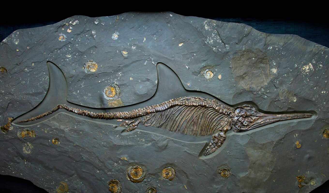 фото, фоссил, dorset, ichthyosaur, alamyichthyosaur