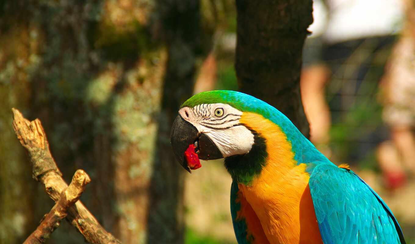 клюв, macaw