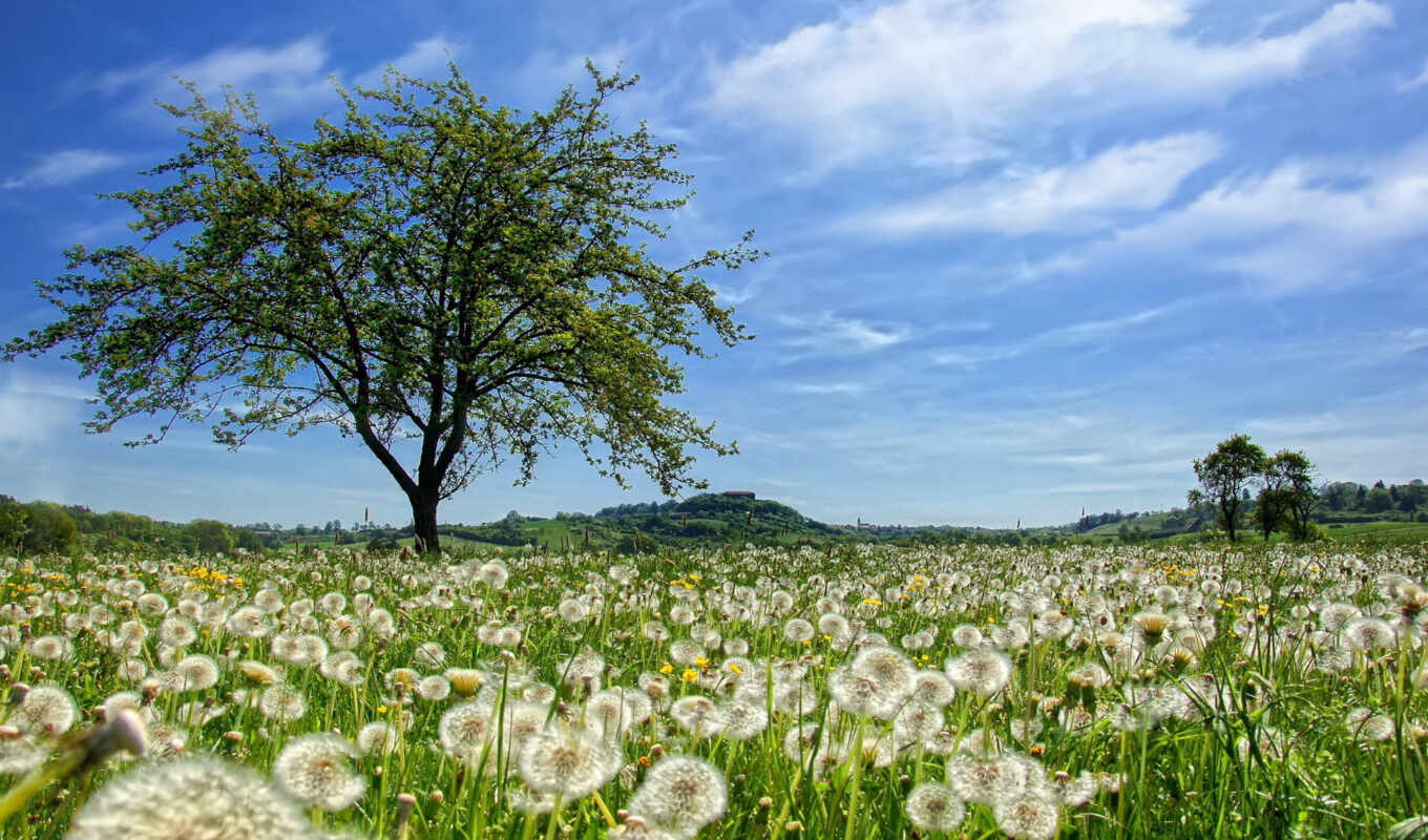 nature, flowers, summer, field, dandelion