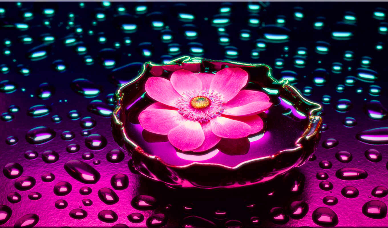 flowers, water, pink