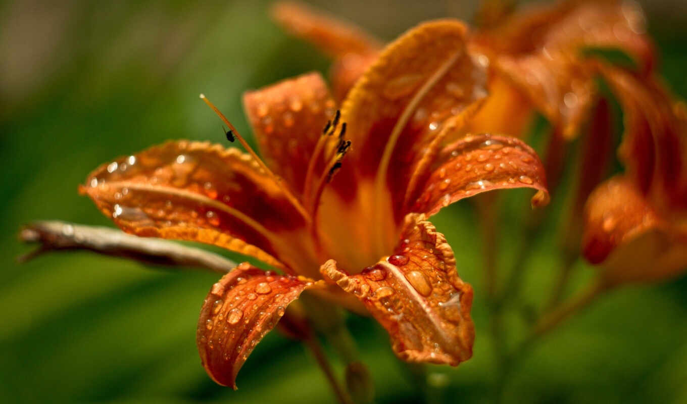 orange, lilies
