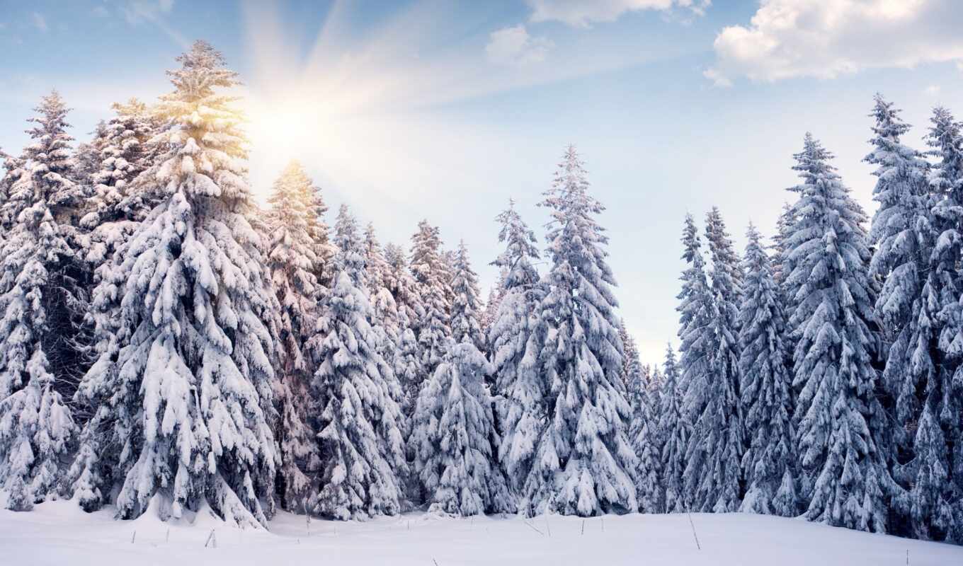 природа, sun, снег, winter, лес, trees, елки, oblaka, зимы