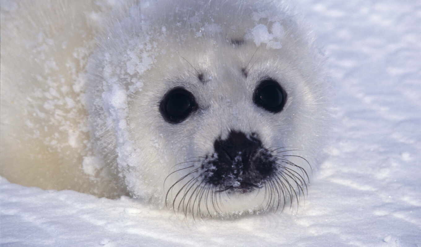 cute, images, seal, animal, north, baby