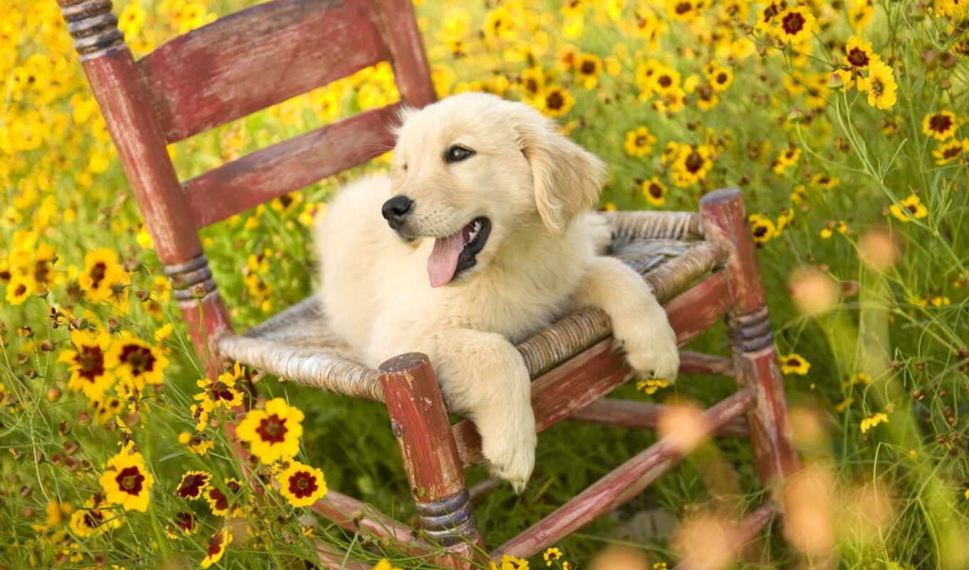 nature, love, field, people, armchair, dog, puppy, dogs, cvety
