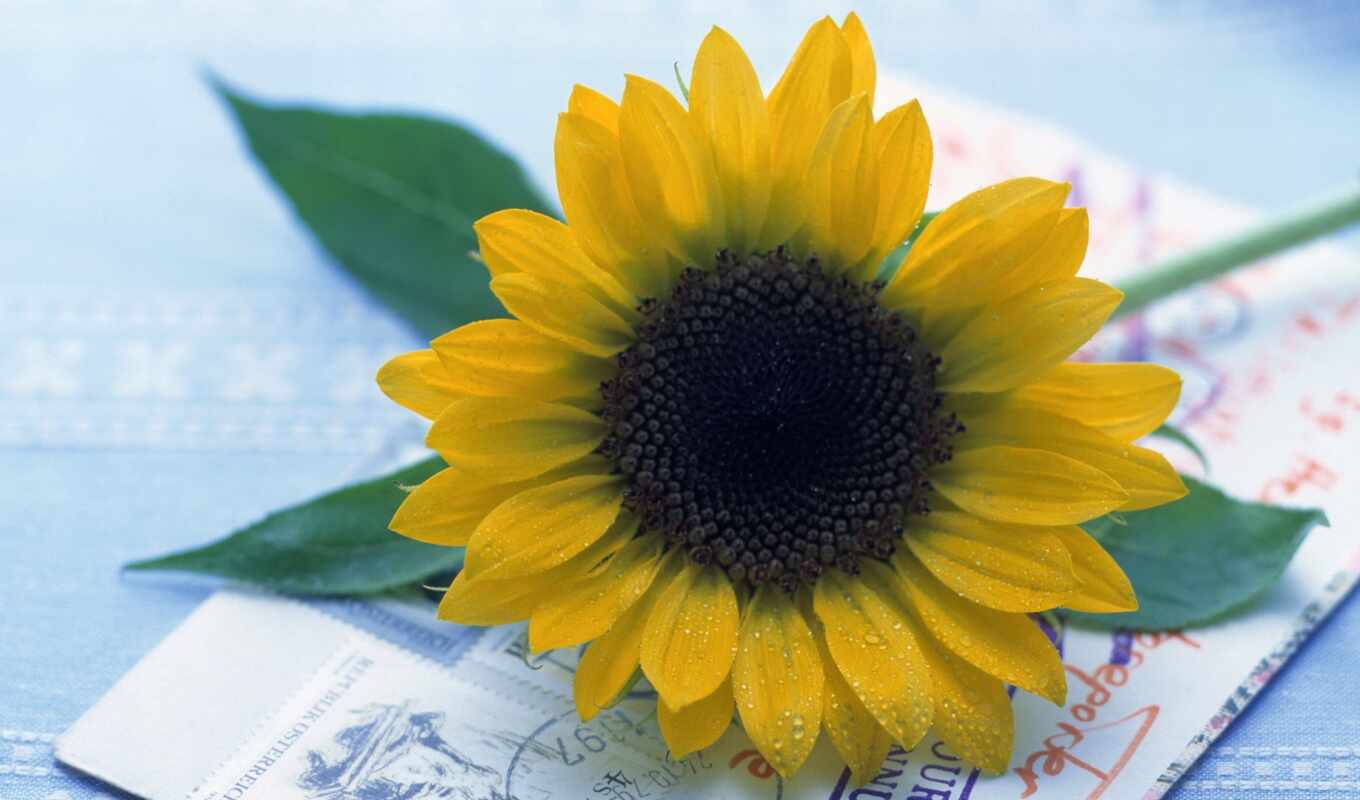 flowers, sunflower, cvety
