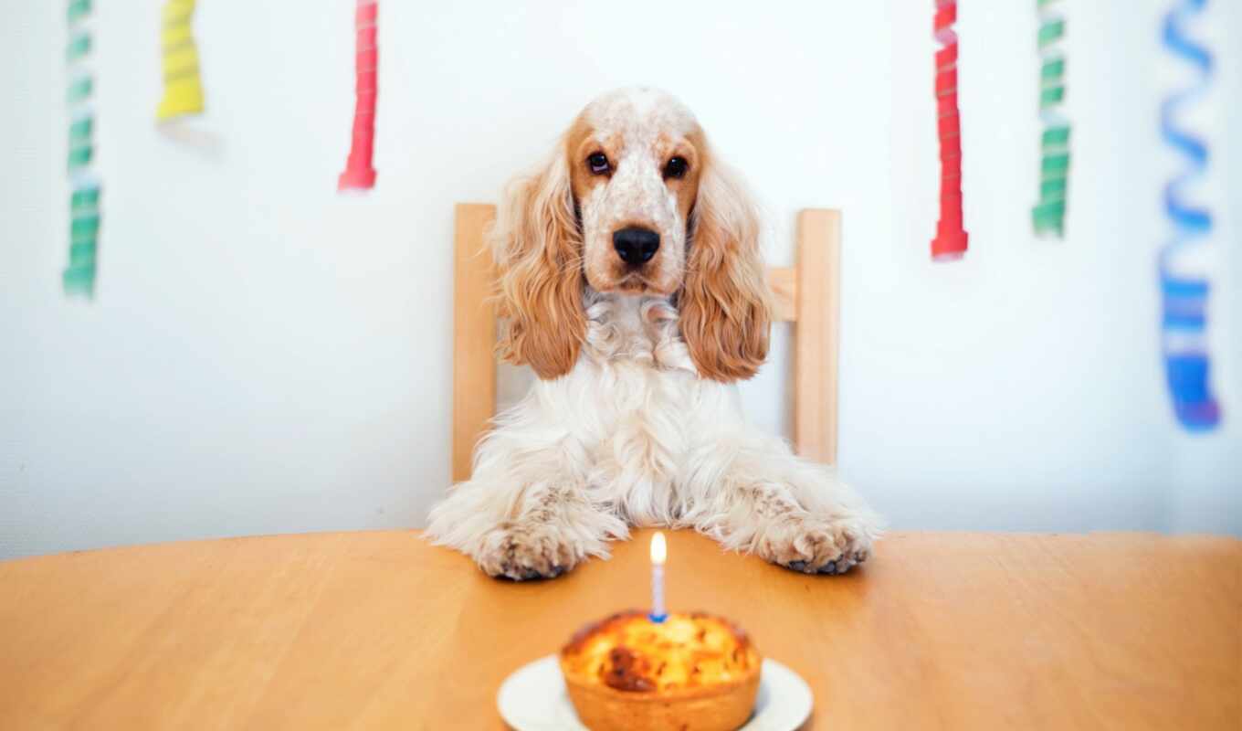 фон, картинка, собака, щенок, торт, birthday, спание, петух