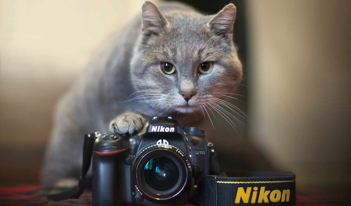 фотоаппарат, nikon, черная, кот, dream, котенок, animal, блики, okazatsya