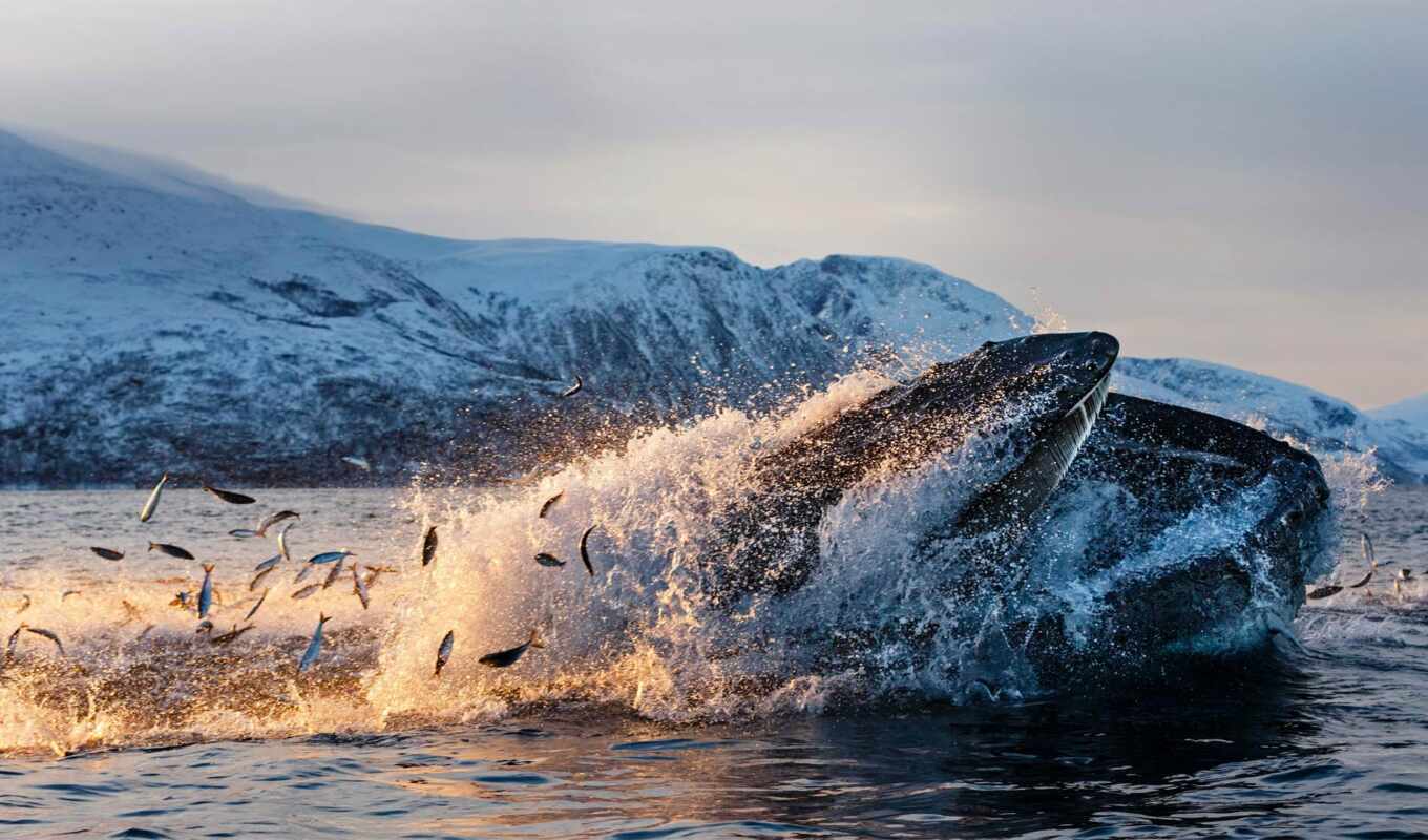 кит, humpback