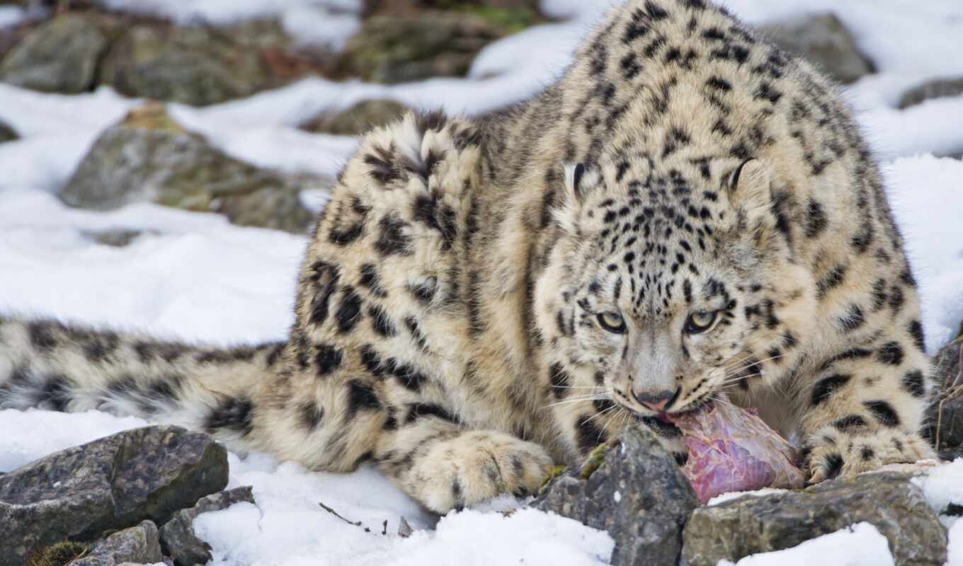 snow, cat, leopard, animal