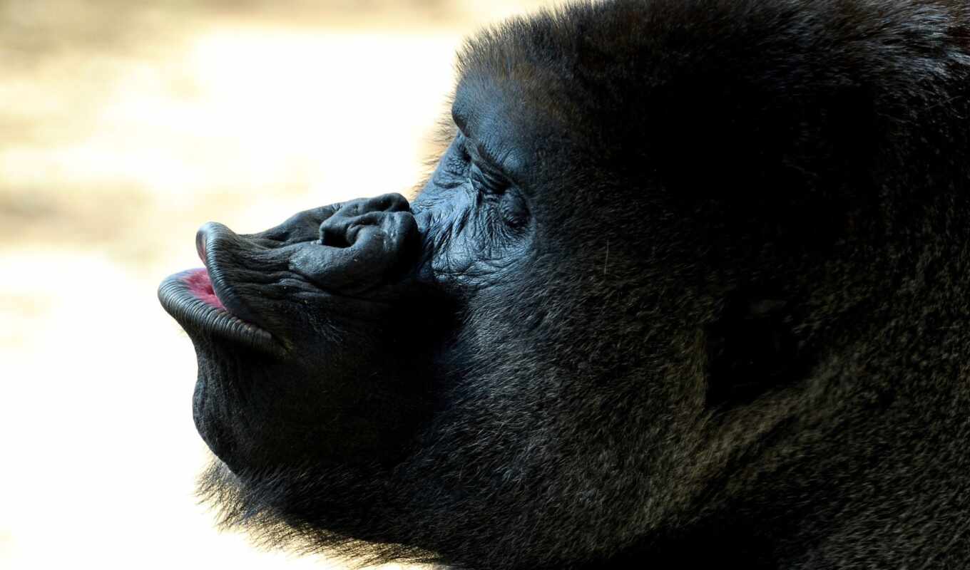 обезьяна, горилла
