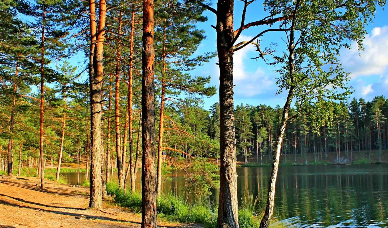 lake, nature, collection, house, forest, user, autumn, river, pine, keep, growing