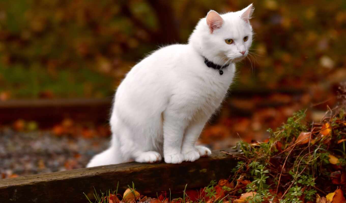 кот, fond, blanc, gato, gatto, ангорский, turco