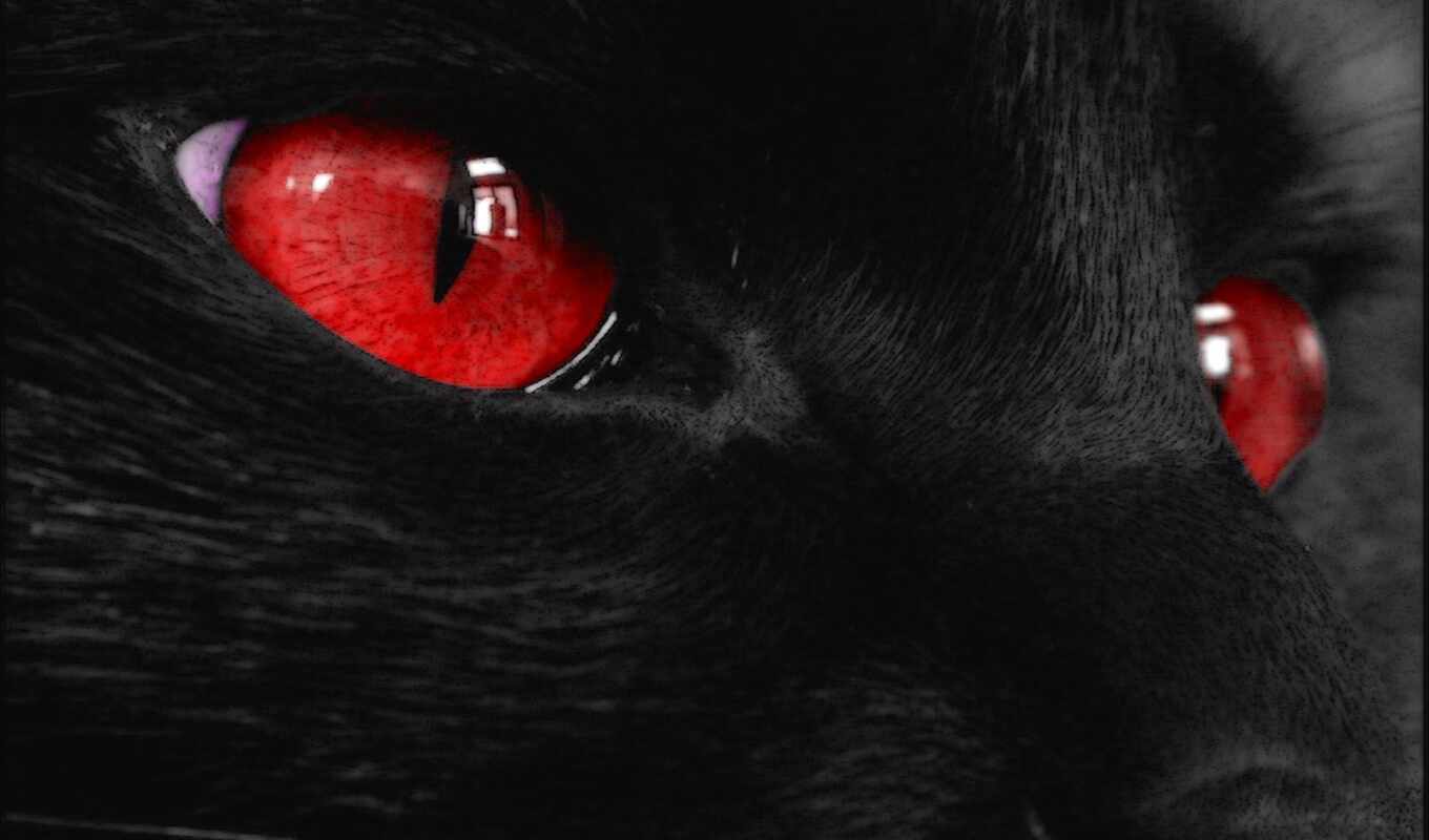 black, глаз, red, кот