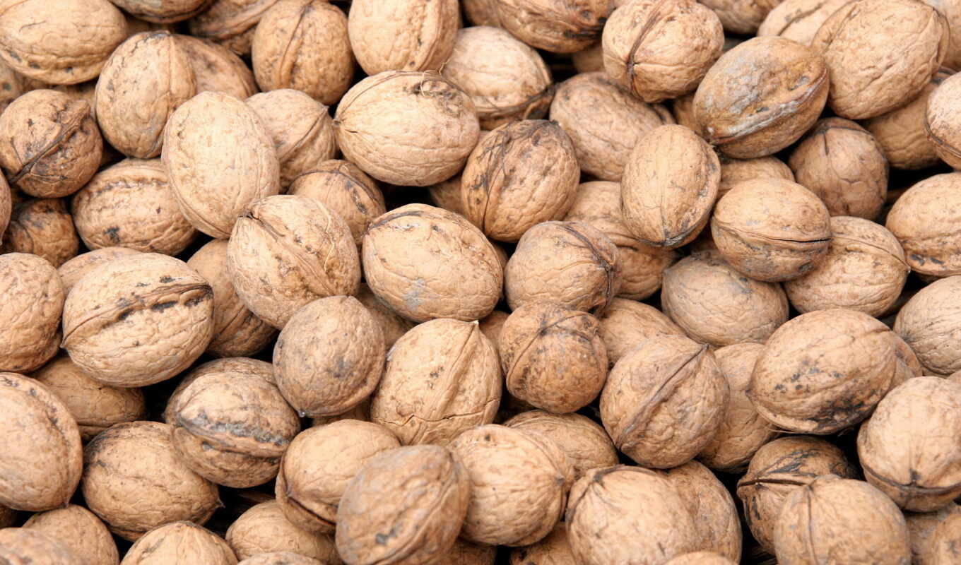 archive, iran, nut, dried, greek nuts