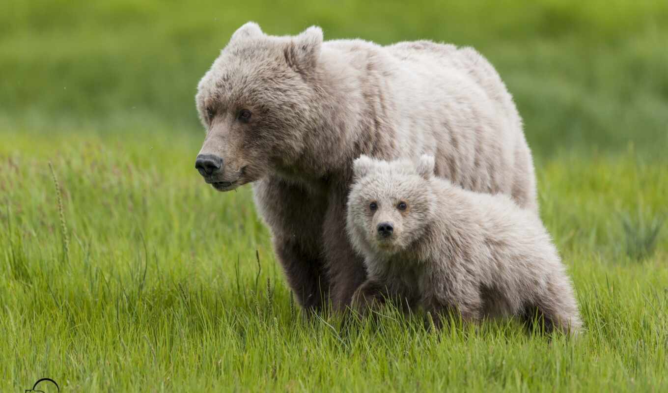 трава, детёныш, медведи, материнство, ursa, медвежонок