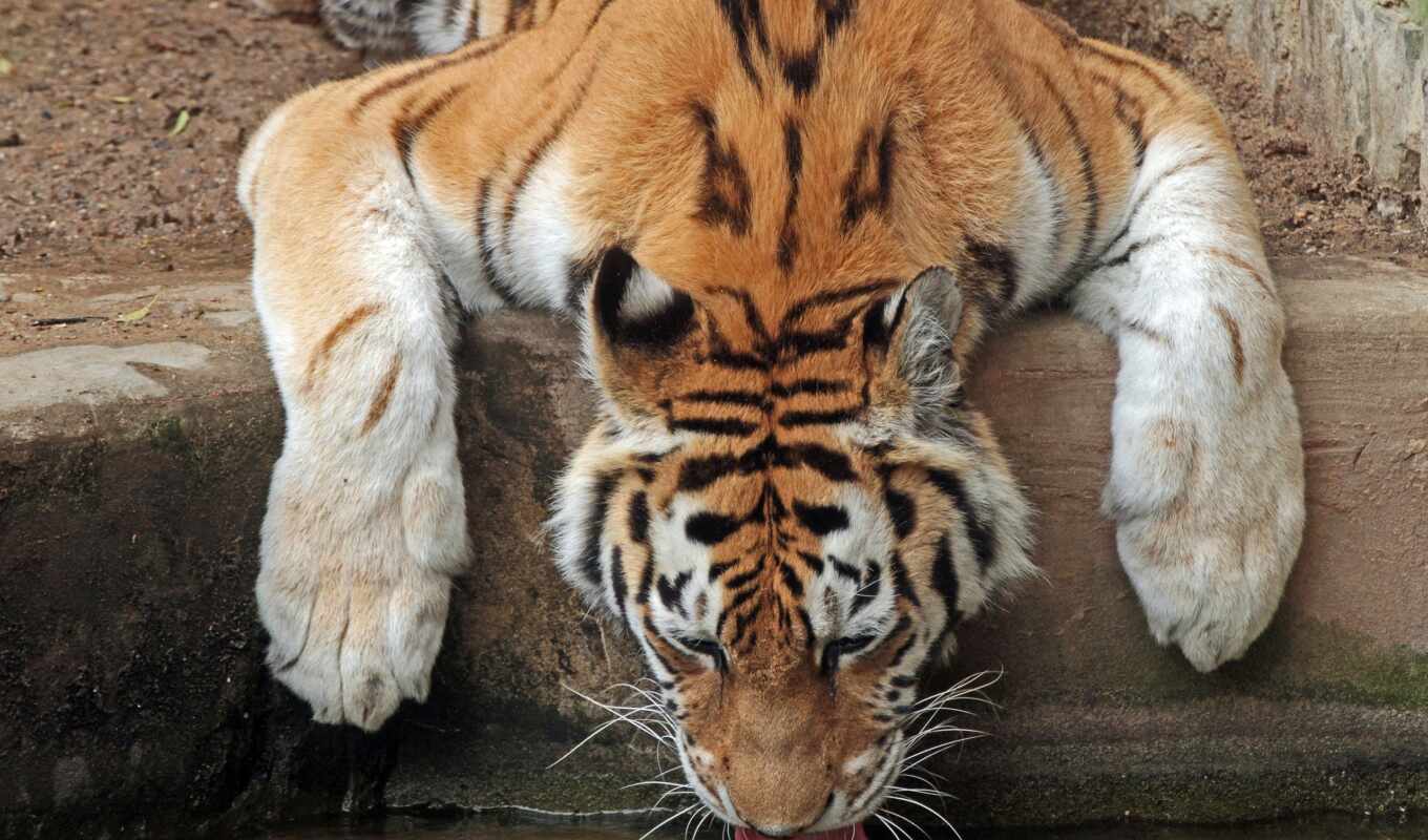 tiger, tigers, cats, feet, pet, my, zhivotnye, pol, water, loved ones, predators