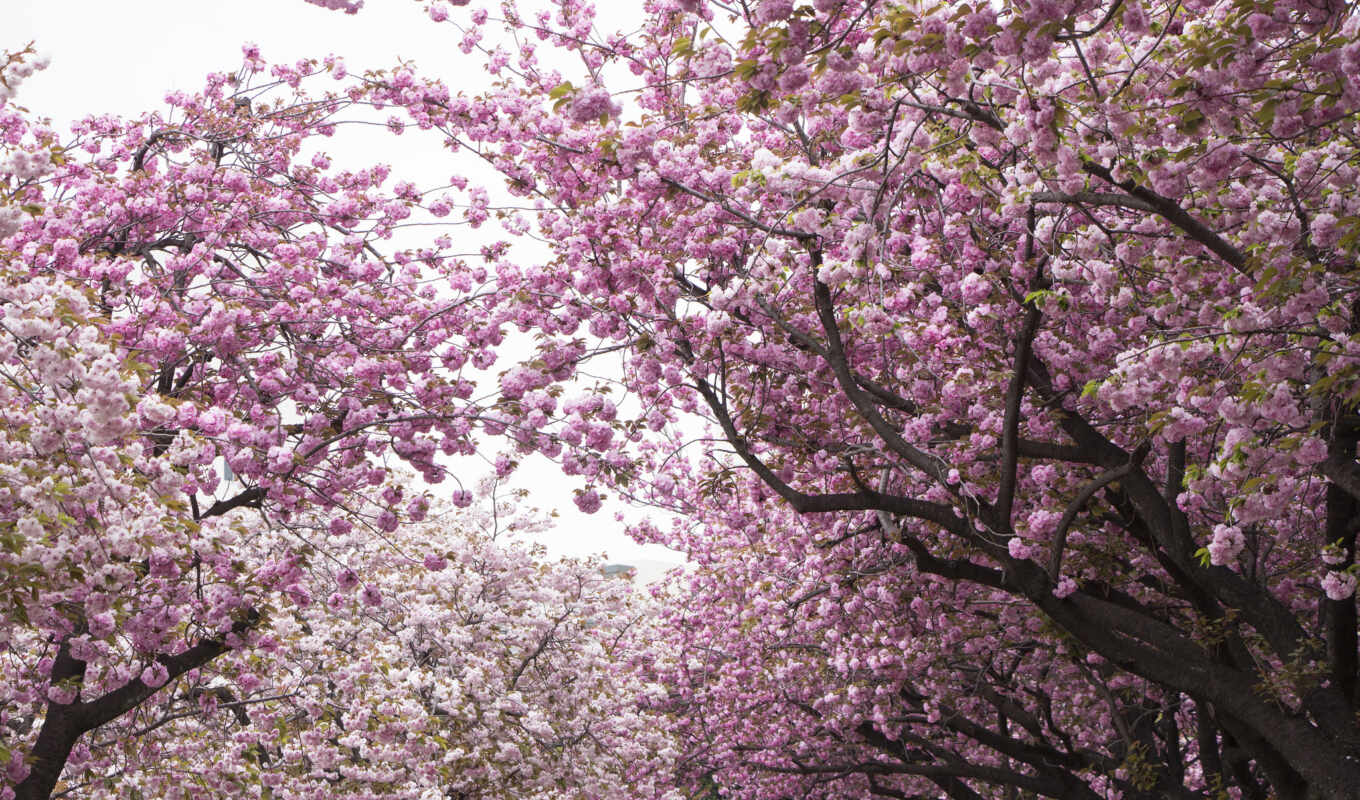flowers, tree, petals, Sakura, cherry, pink