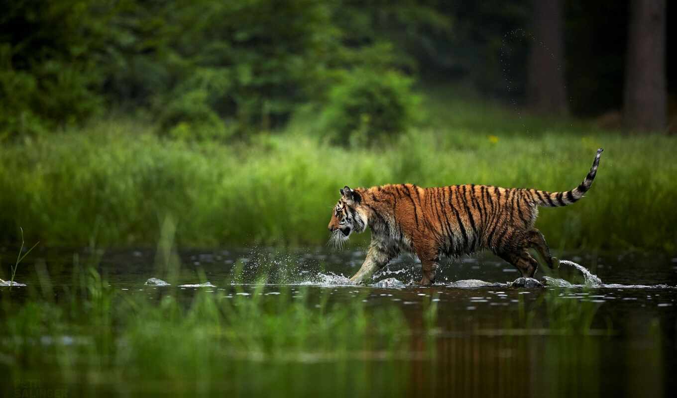 тигр, tigris