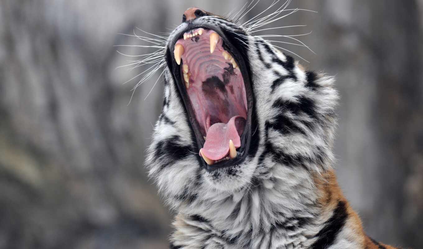 кот, amur, хищник, тигр, wild, морда, язык, пасть, fang, зевок