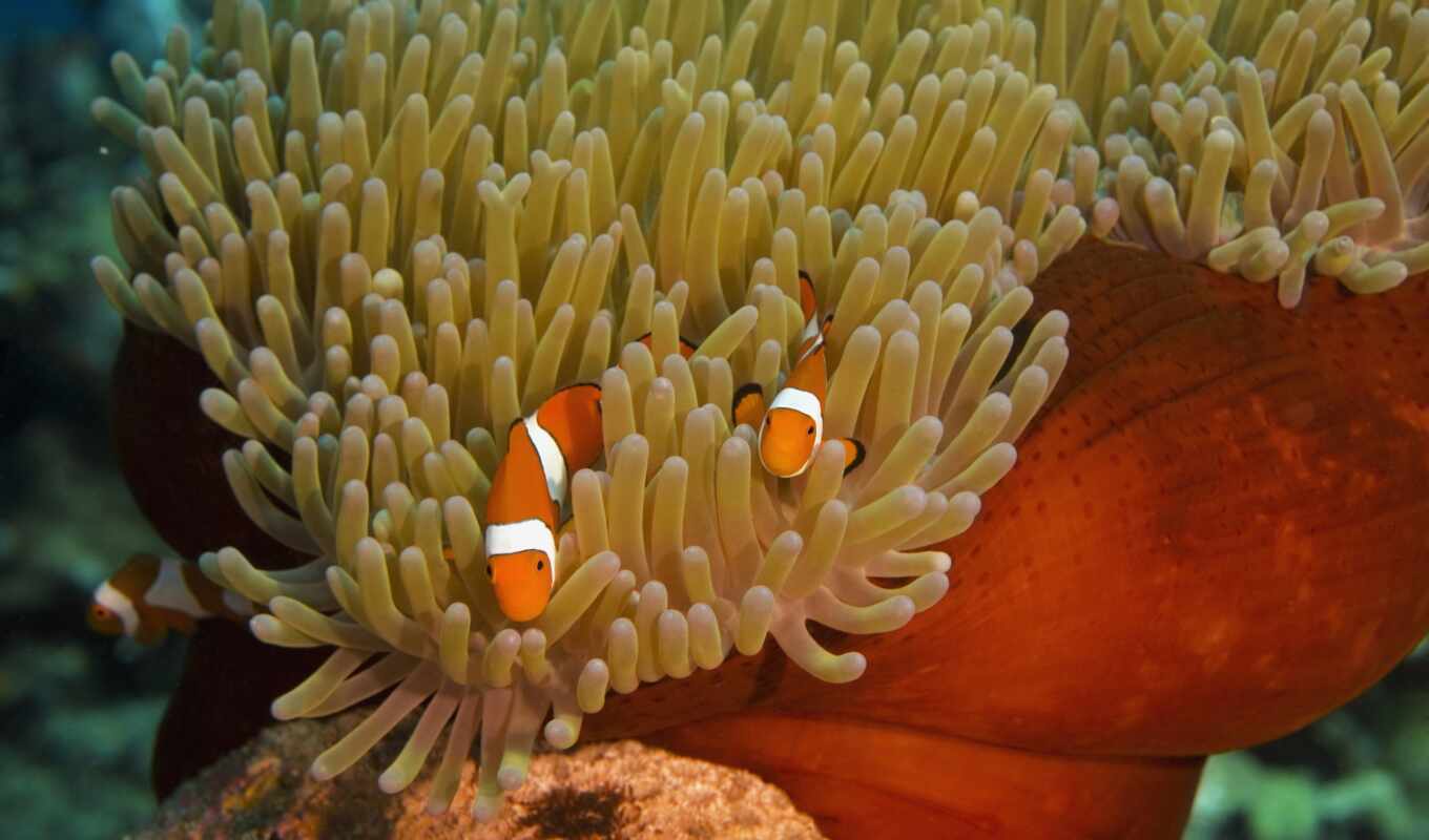 фото, new, правильный, ми, fish, клоун, anemone, управлять, клоун, ocellaris, masterfile