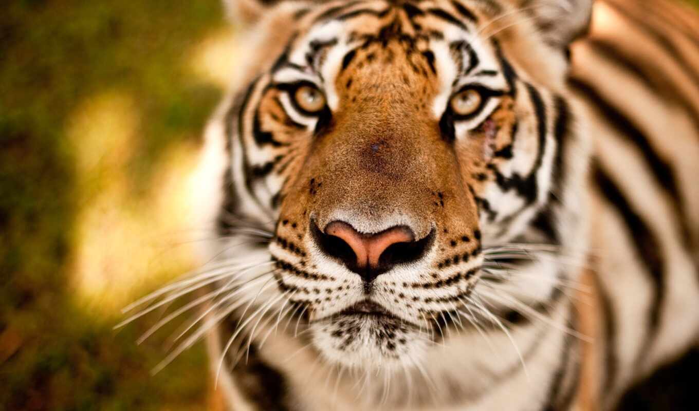 взгляд, тигр, морда