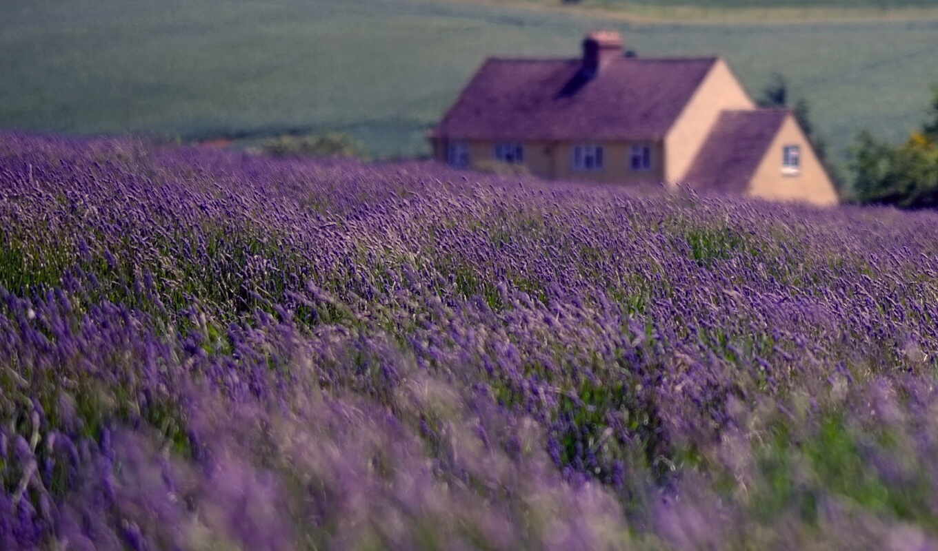 nature, house, field, England, lavender