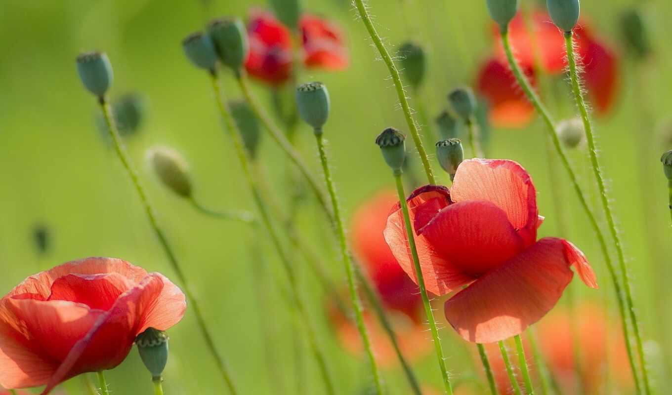 nature, flowers, summer, red, field, plant, bloom, poppy