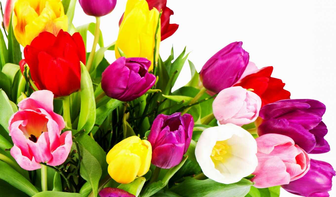 flowers, white, red, yellow, tulips